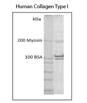 ≥ 85% collagen contained within α, β, and γ bands; ≤ 15% collagen contained with bands traveling faster than α